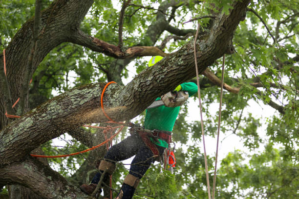 Soil Testing and Treatment in Smithville, TN