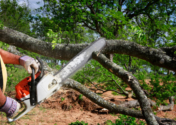 Best Stump Grinding and Removal  in Smithville, TN